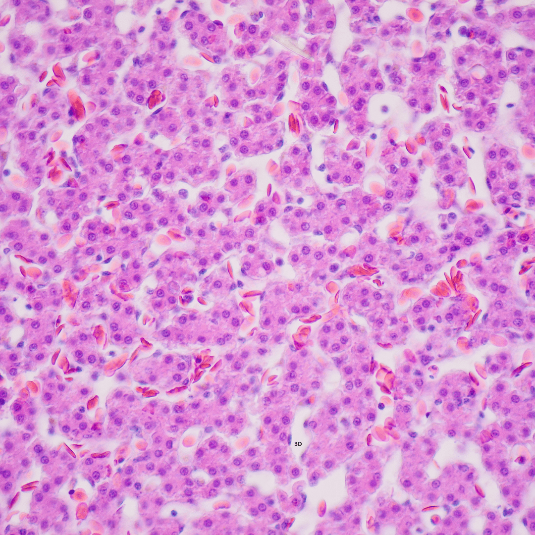 Histology, Cytology & Pathology