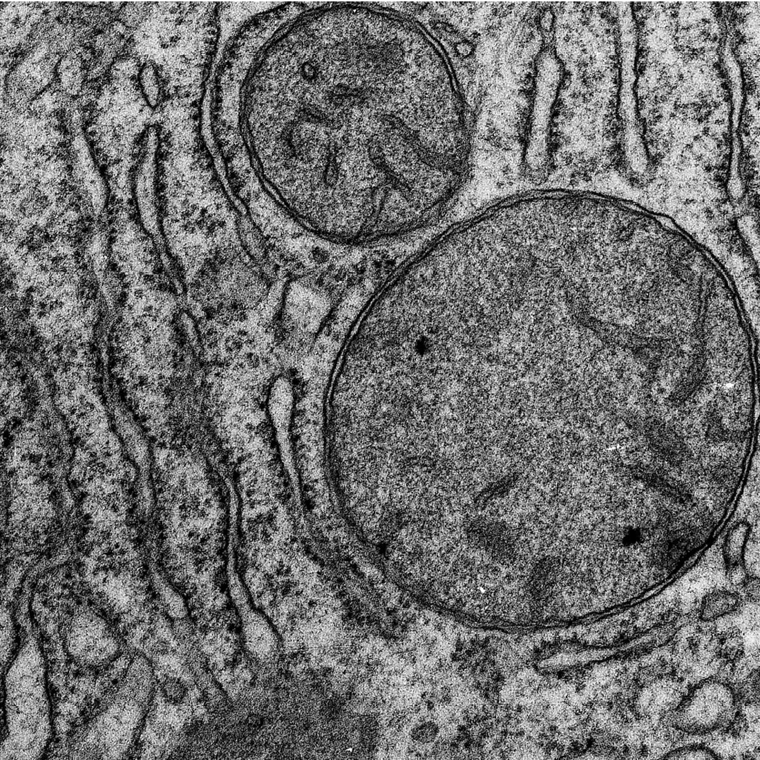 Poly/Bed® 812 (Luft formulations) Embedding Kit/DMP-30