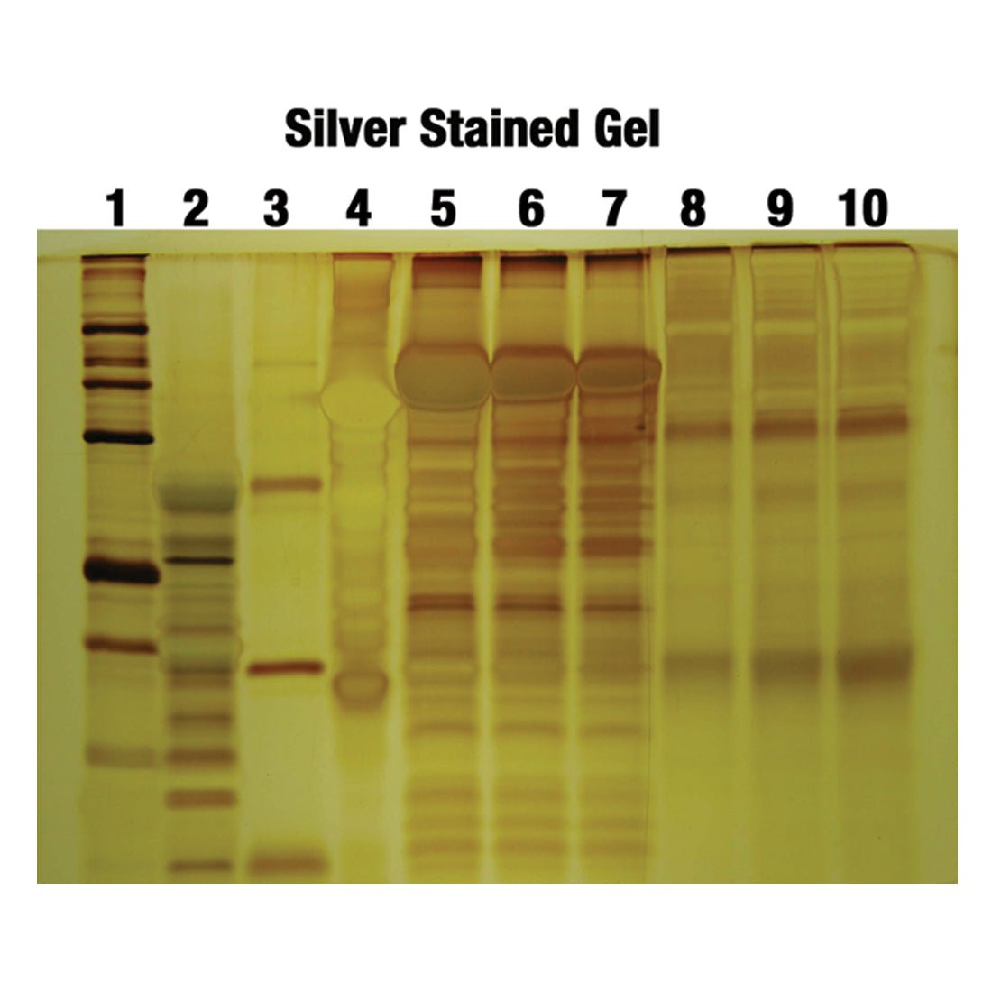 ElectroPure™ Silver Stain Kit - Polysciences