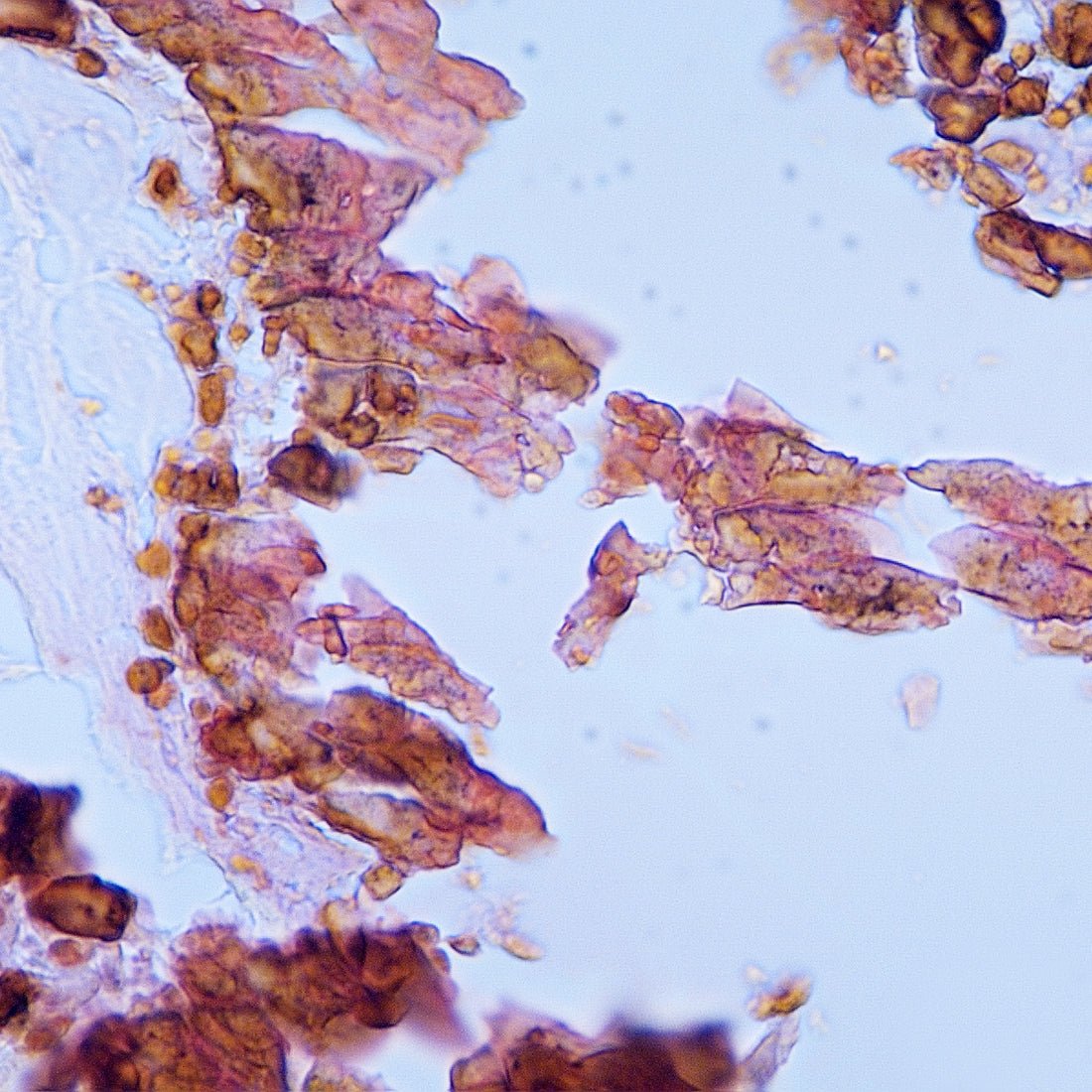 Von Kossa Method for Calcium Kit - Polysciences
