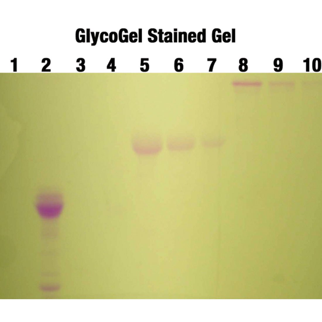 GlycoGel Stain Kit - Polysciences