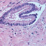 Scott's Bluing Reagent - Polysciences