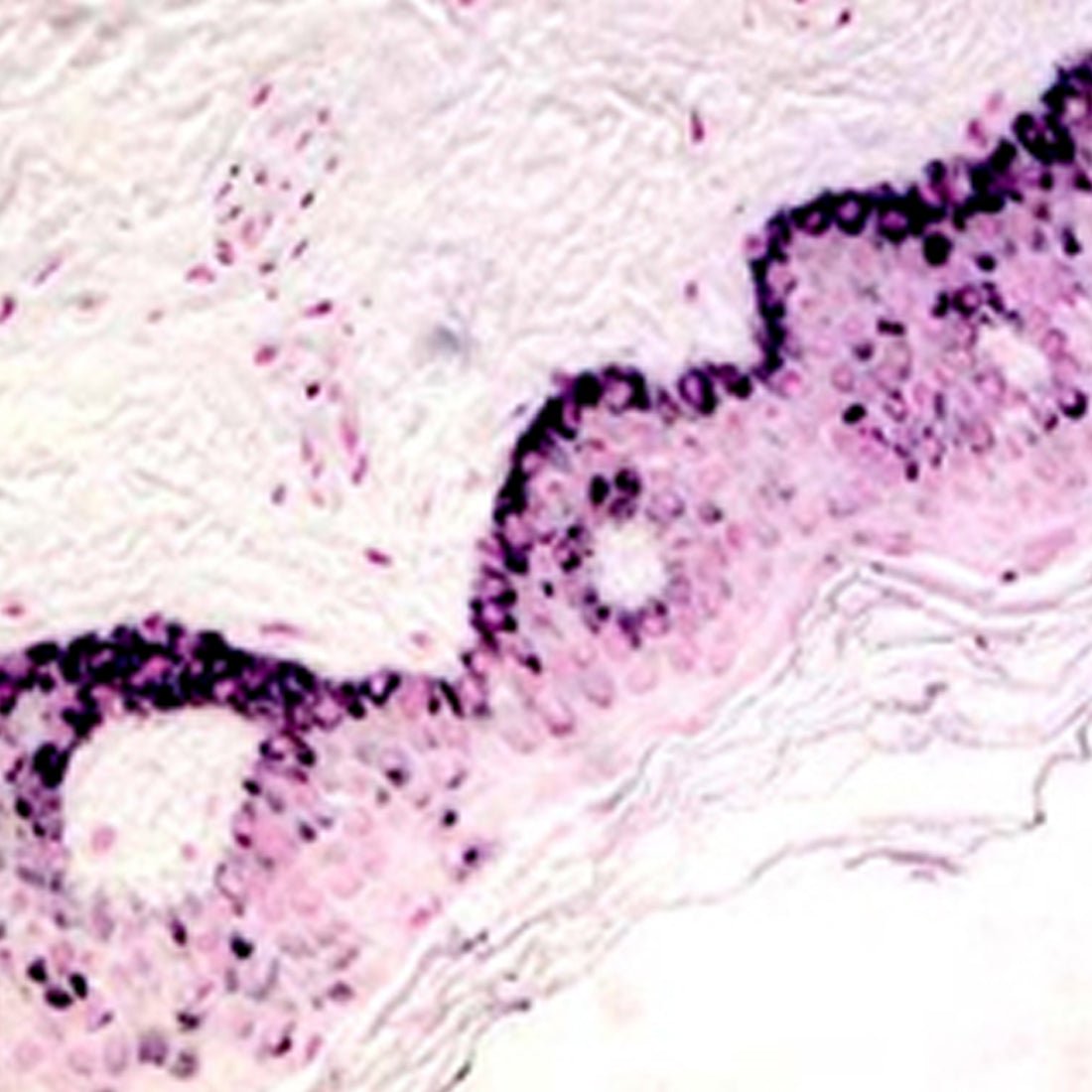 Fontana Masson Stain Kit - Polysciences