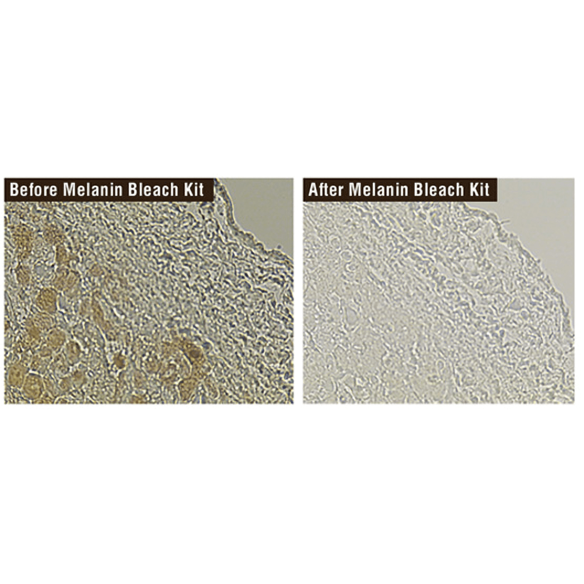Delicate Melanin Bleach Kit for Special Stains and IHC - Polysciences