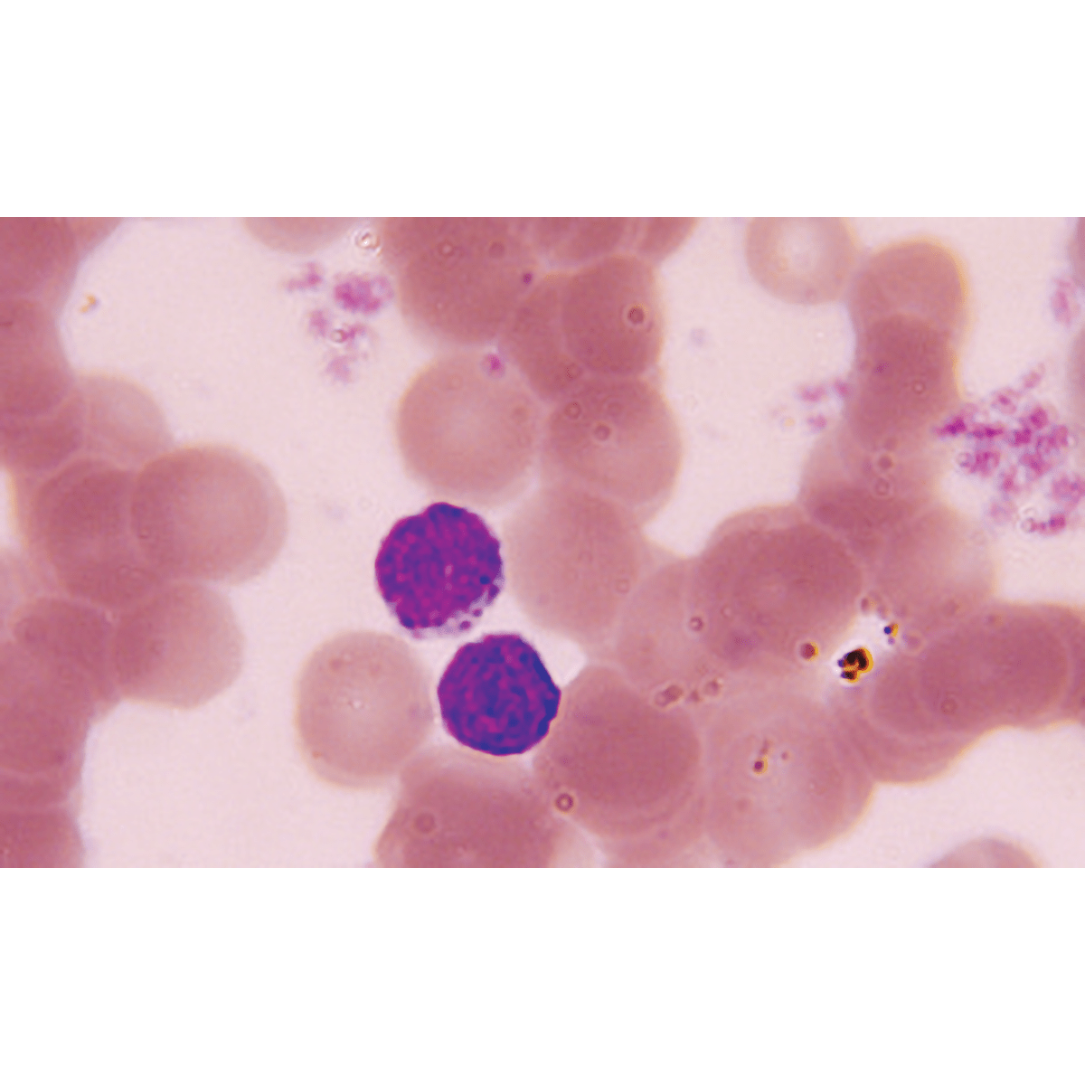 StainRITE® May - Grünwald Stain Solution - Polysciences