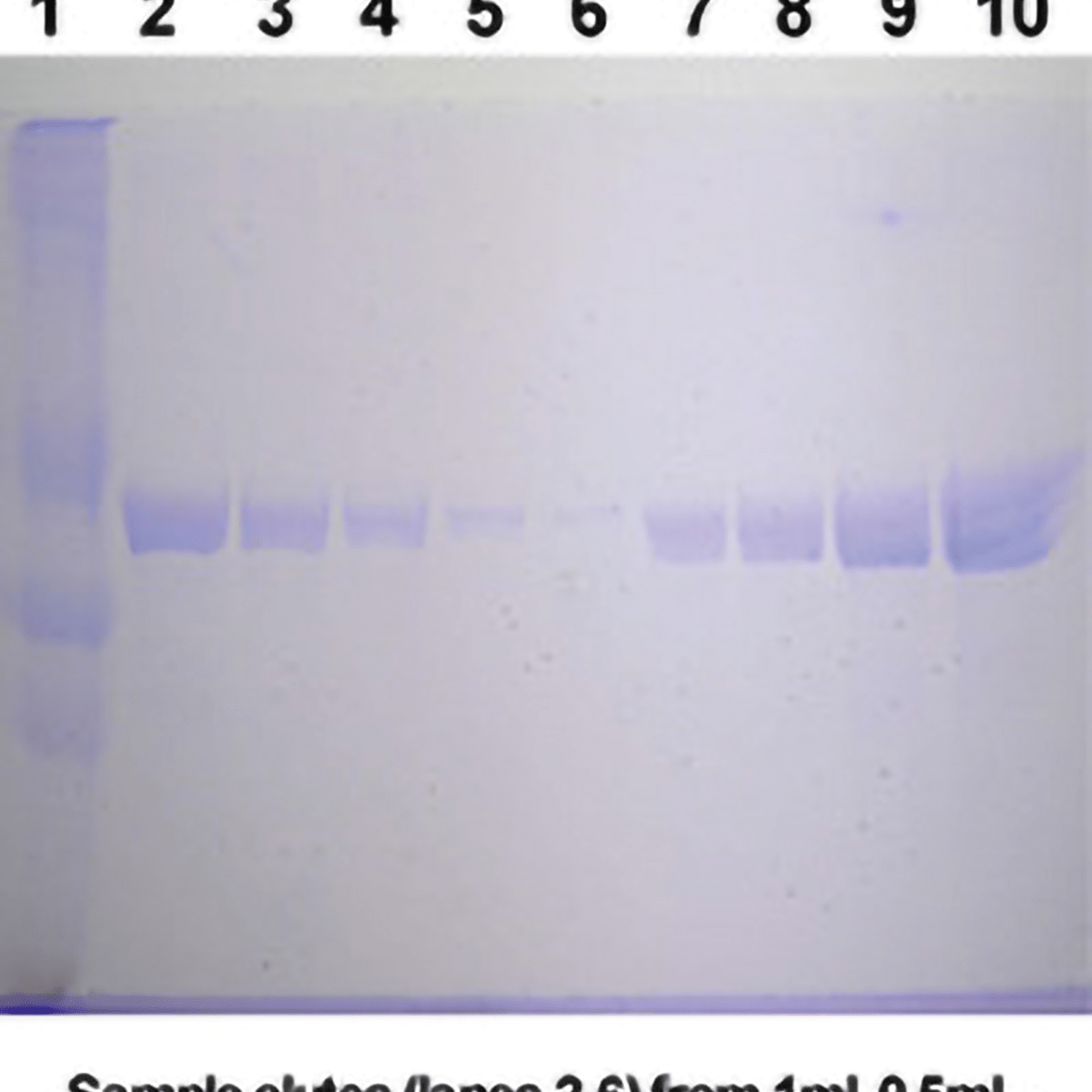 BioMag®Plus Concanavalin A - Polysciences