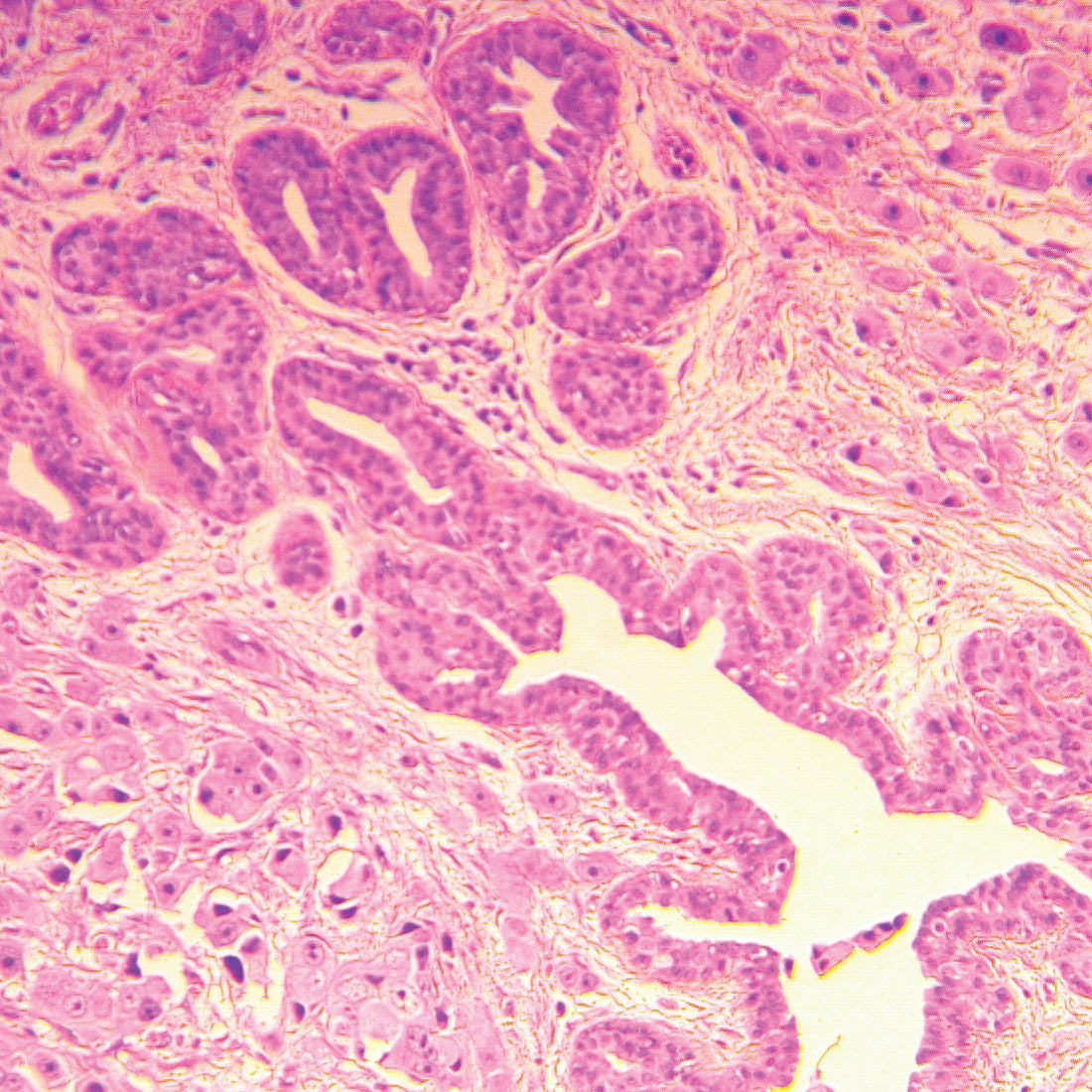 Staining – Histology / Cytology