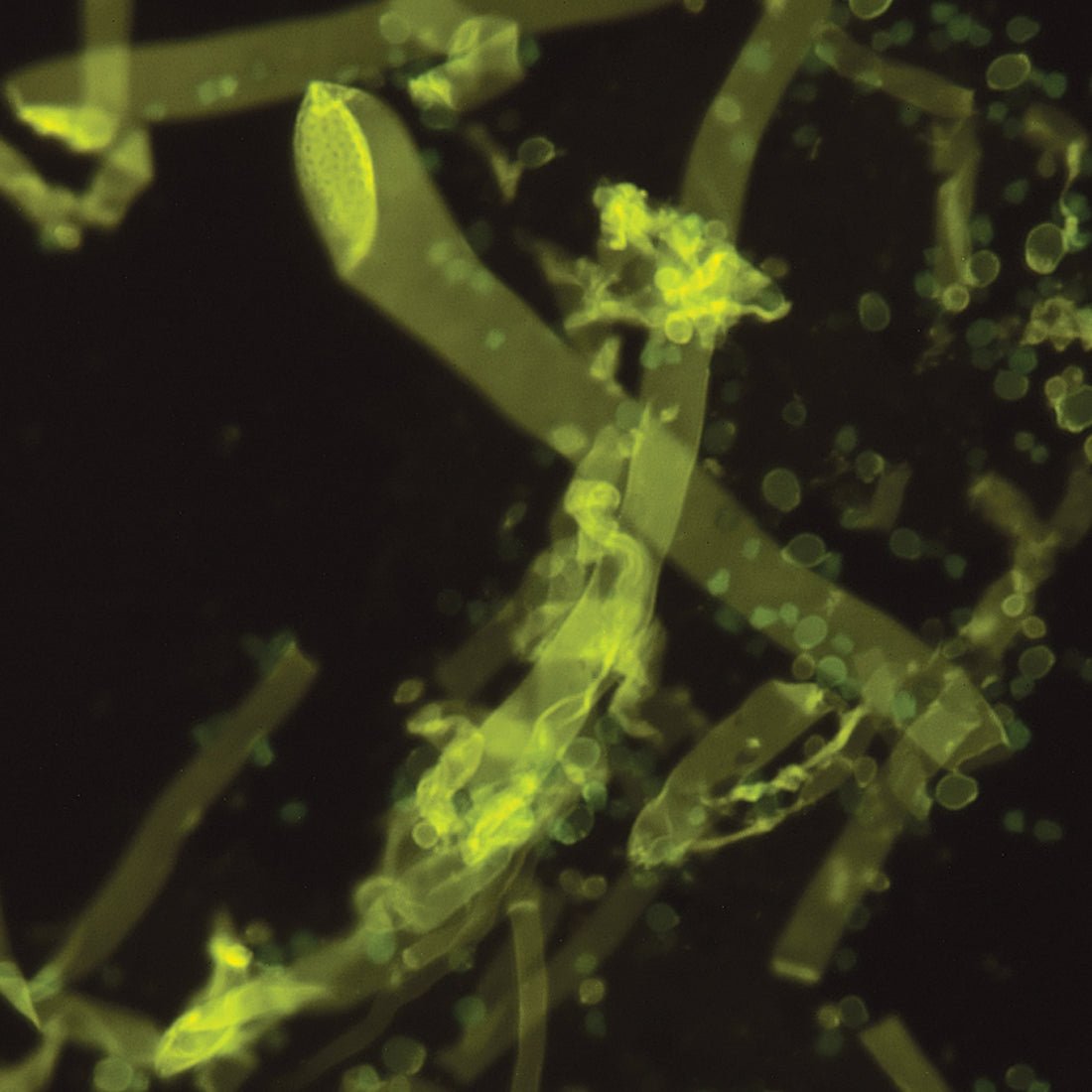 Fungi - Fluor® Kit for Fungal Detection (for European Orders only) (17442E) - Polysciences