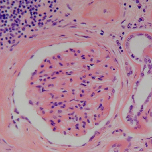Harris Hematoxylin, Acidified (mercury - free) - Polysciences