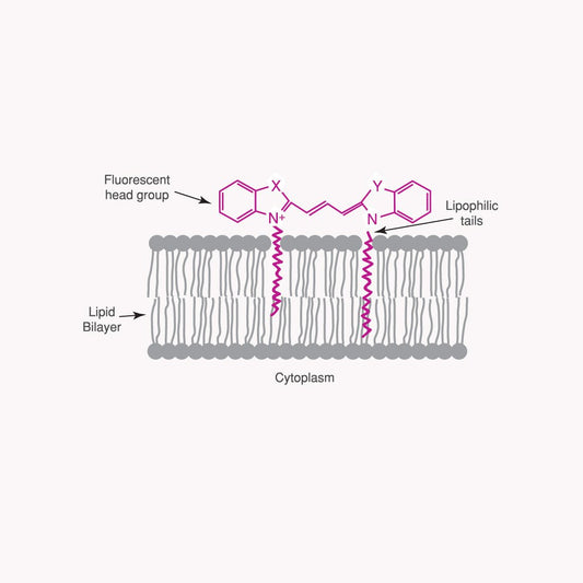 CellVue® Claret Mini Kit For Membrane Labeling - Polysciences
