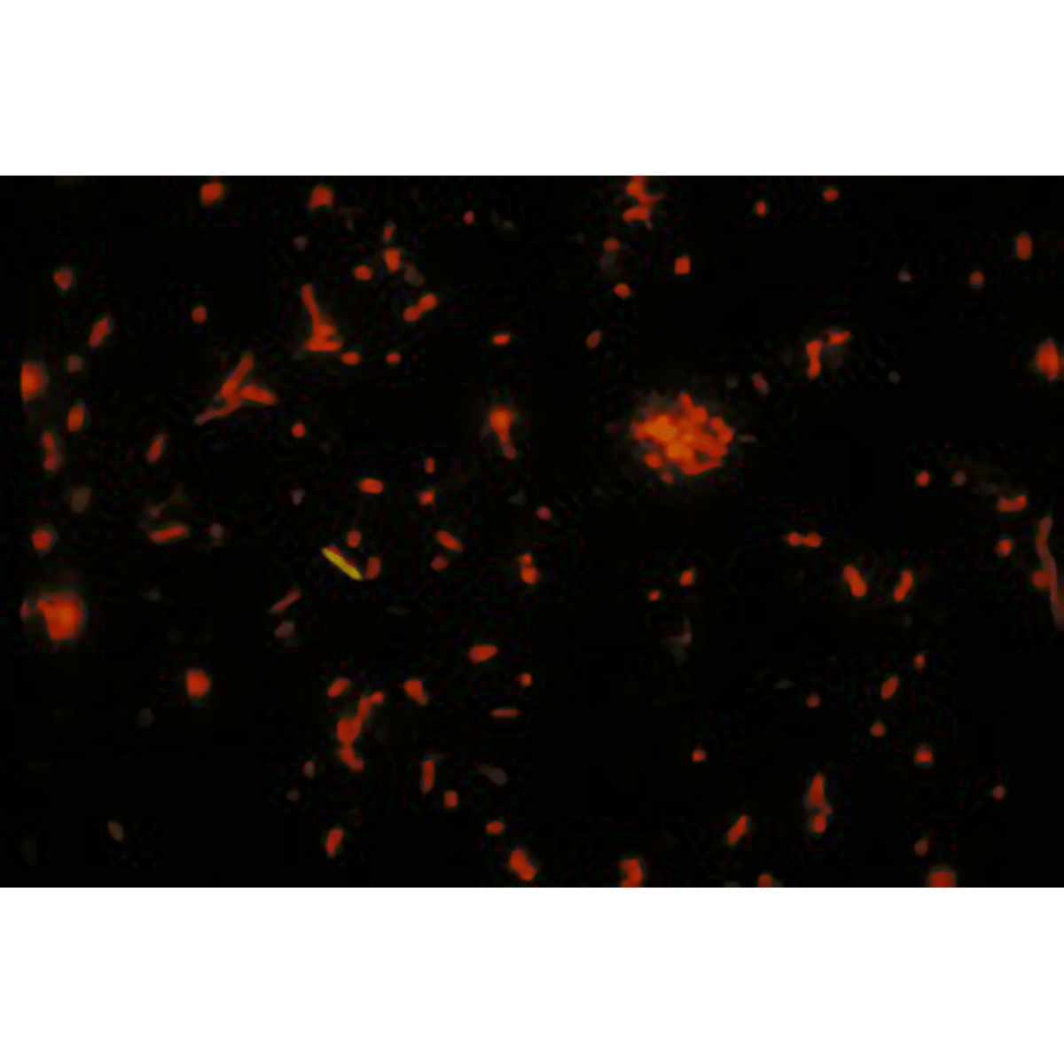 Acridine orange, C.I. 46005, very high purity - Polysciences