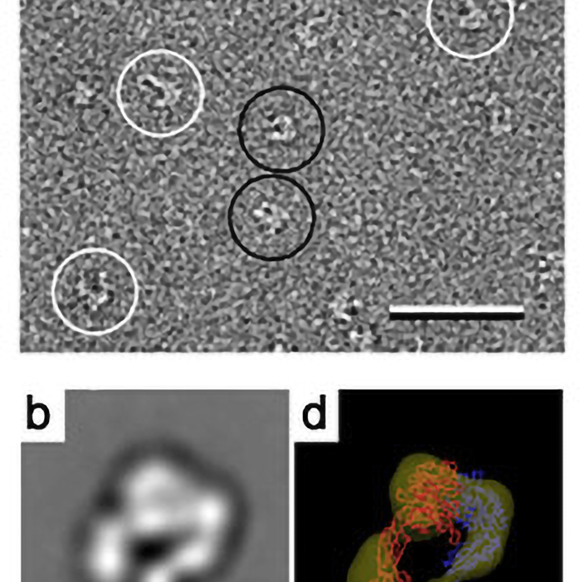 Uranyl Formate, ≥ 99% ACS Grade - Polysciences