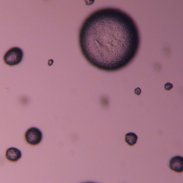 Microdispers - 3000 - Polysciences