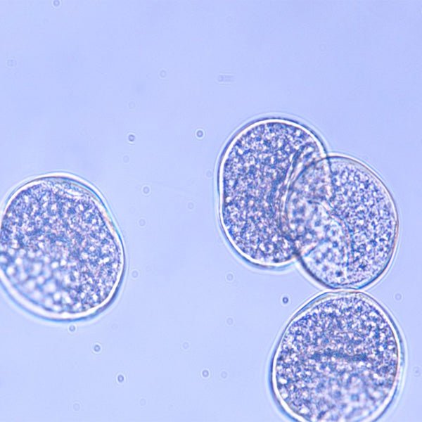 Pecan Pollen - Polysciences