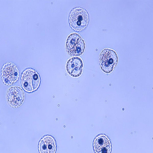Ragweed Pollen - Polysciences