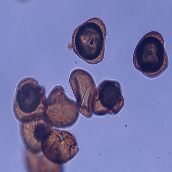 Sporopollenin Lycopodium - Polysciences